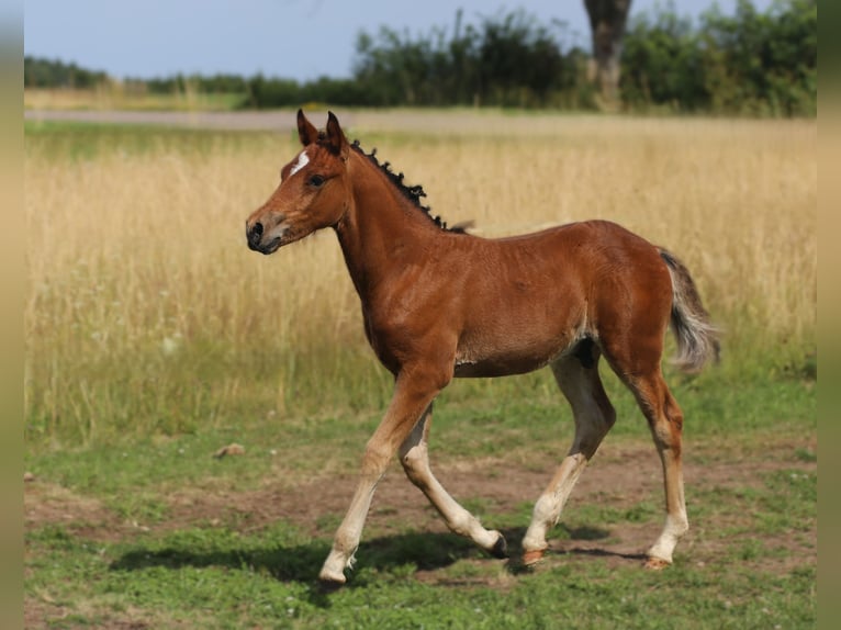 Connemara Stallion Foal (05/2025) 14,1 hh Brown in Dachsberg