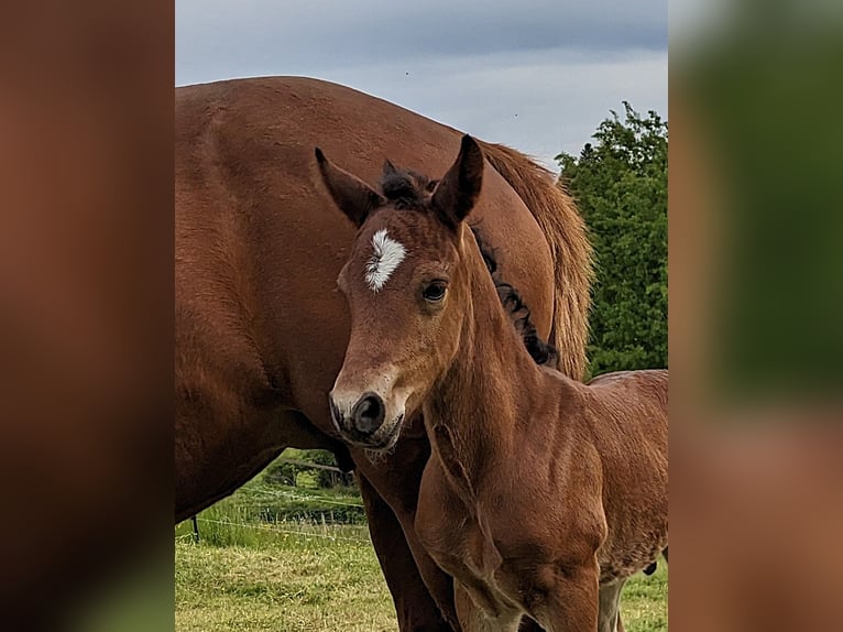Connemara Stallion  14,1 hh Brown in Dachsberg