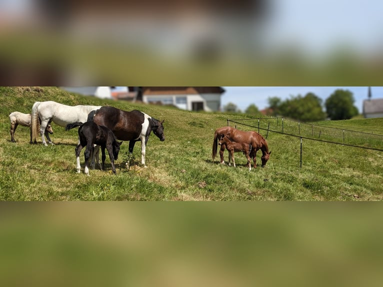 Connemara Stallion  14,1 hh Brown in Dachsberg