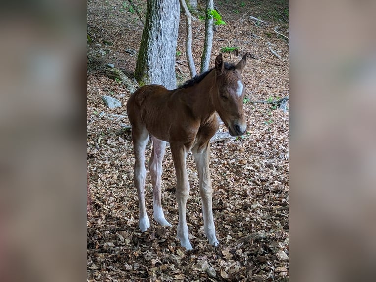 Connemara Stallion  14,1 hh Brown in Dachsberg
