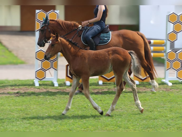 Connemara Stallion Foal (05/2025) 14,1 hh Brown in Dachsberg