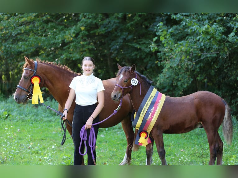 Connemara Stallion Foal (05/2025) 14,1 hh Brown in Z&#xFC;rich