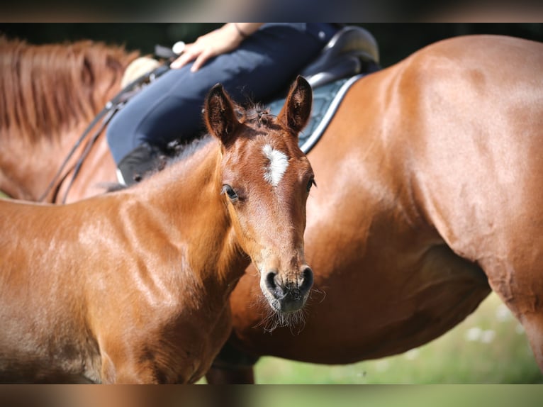 Connemara Stallion Foal (05/2025) 14,1 hh Brown in Z&#xFC;rich