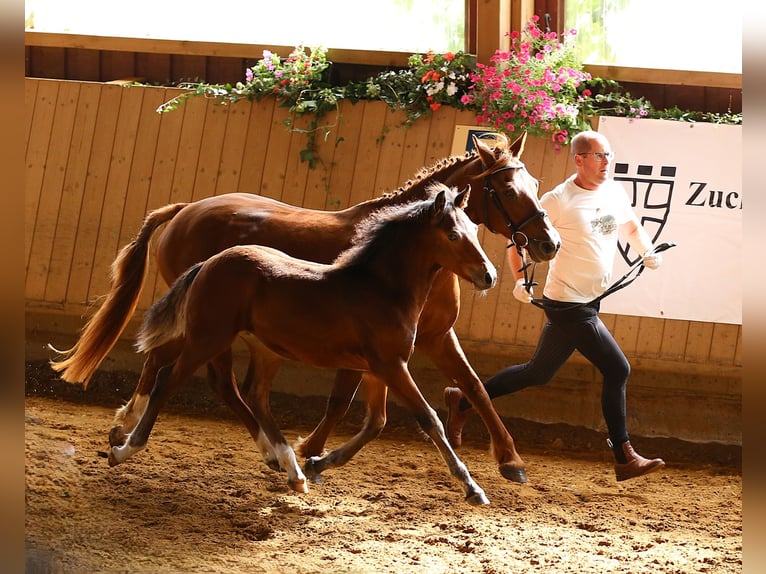 Connemara Stallion Foal (05/2025) 14,1 hh Brown in Z&#xFC;rich