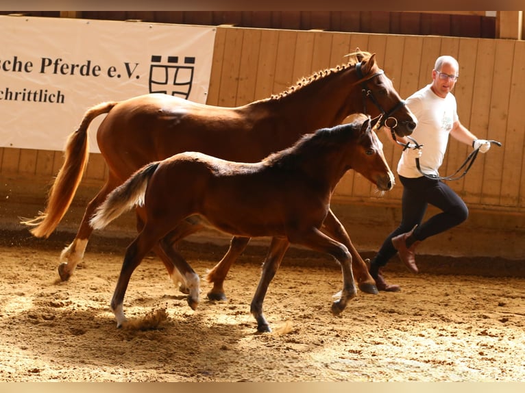Connemara Stallion Foal (05/2025) 14,1 hh Brown in Z&#xFC;rich