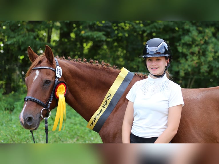 Connemara Stallion Foal (05/2025) 14,1 hh Brown in Z&#xFC;rich