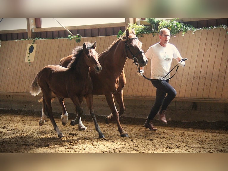 Connemara Stallion Foal (05/2025) 14,1 hh Brown in Z&#xFC;rich