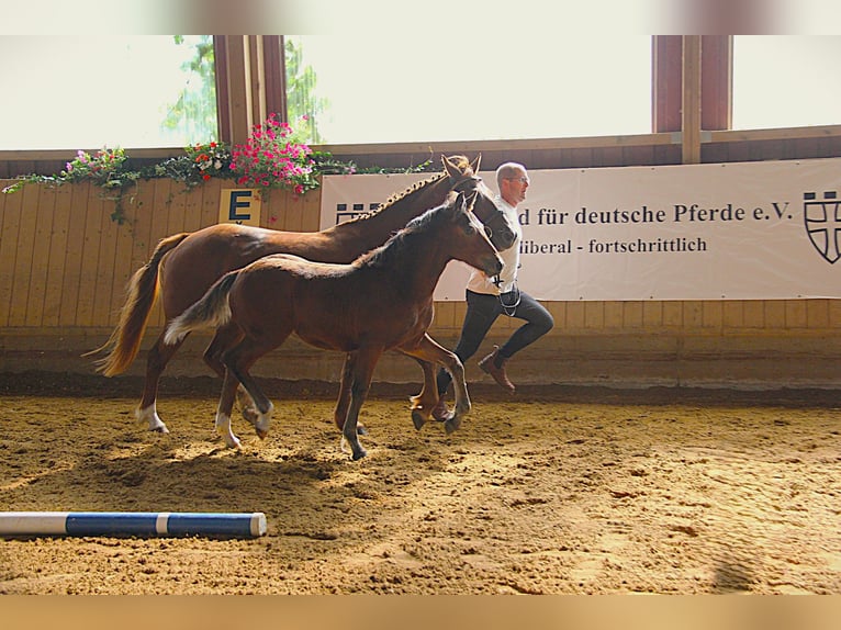 Connemara Stallion Foal (05/2025) 14,1 hh Brown in Z&#xFC;rich
