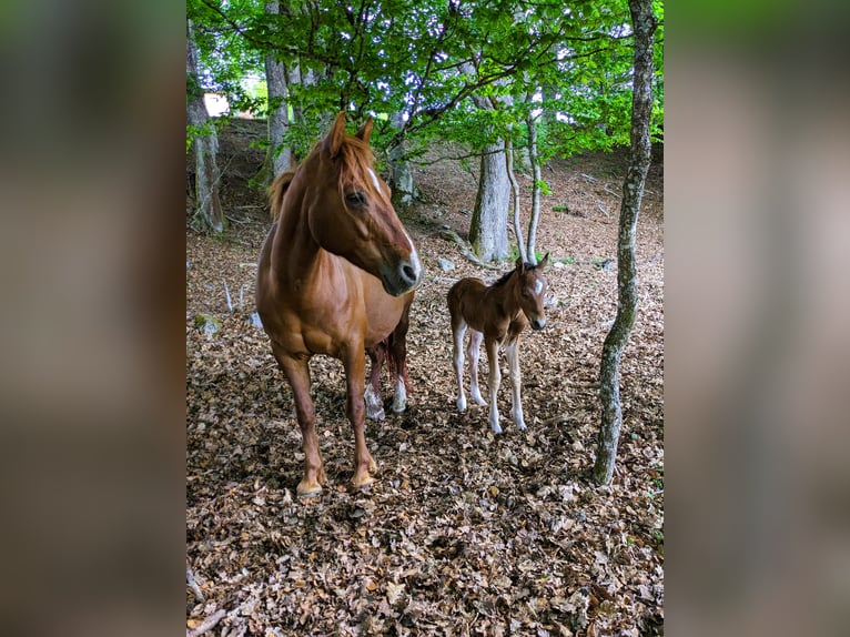 Connemara Stallion  14,1 hh Brown in Z&#xFC;rich
