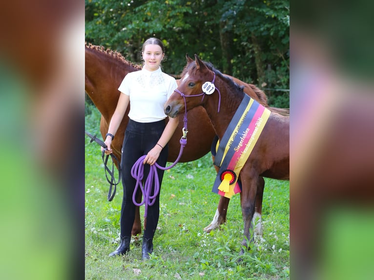 Connemara Stallion Foal (05/2025) 14,1 hh Brown in Z&#xFC;rich