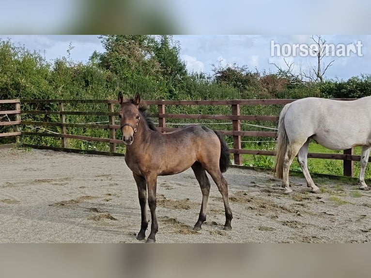 Connemara Stallion Foal (05/2025) 14,2 hh Bay in Annacotty