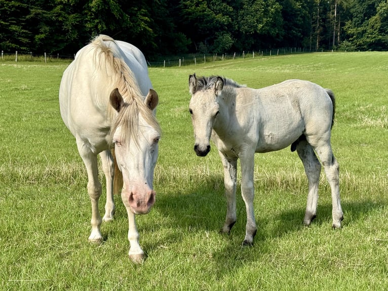 Connemara Stallion Foal (05/2025) 14,2 hh Dun in Osdorf