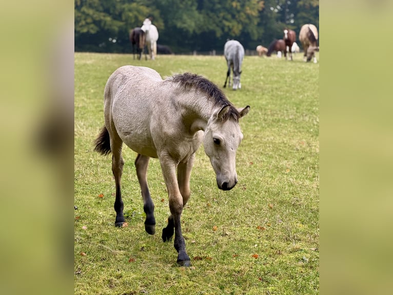 Connemara Stallion Foal (05/2025) 14,2 hh Dun in Osdorf