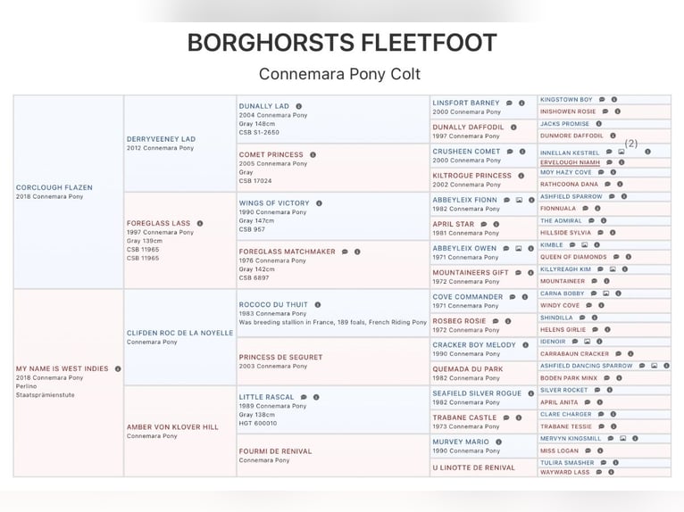 Connemara Stallion Foal (05/2025) 14,2 hh Dun in Osdorf