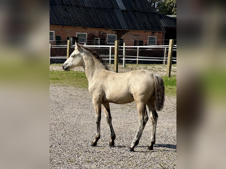 Connemara Stallion Foal (05/2025) 14,2 hh Dun in Osdorf