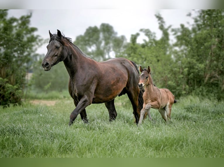 Connemara Stallion Foal (04/2025) Bay-Dark in Frellstedt