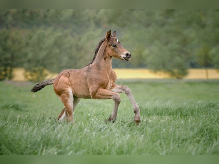 Connemara Stallion Foal (04/2025) Bay-Dark in Frellstedt