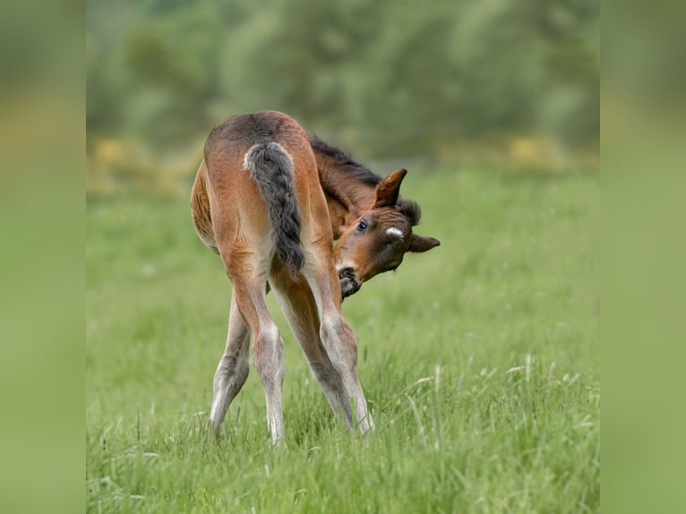 Connemara Stallion Foal (04/2025) Bay-Dark in Frellstedt