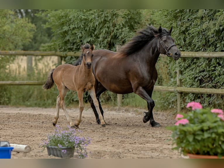 Connemara Stallion Foal (04/2025) Bay-Dark in Frellstedt
