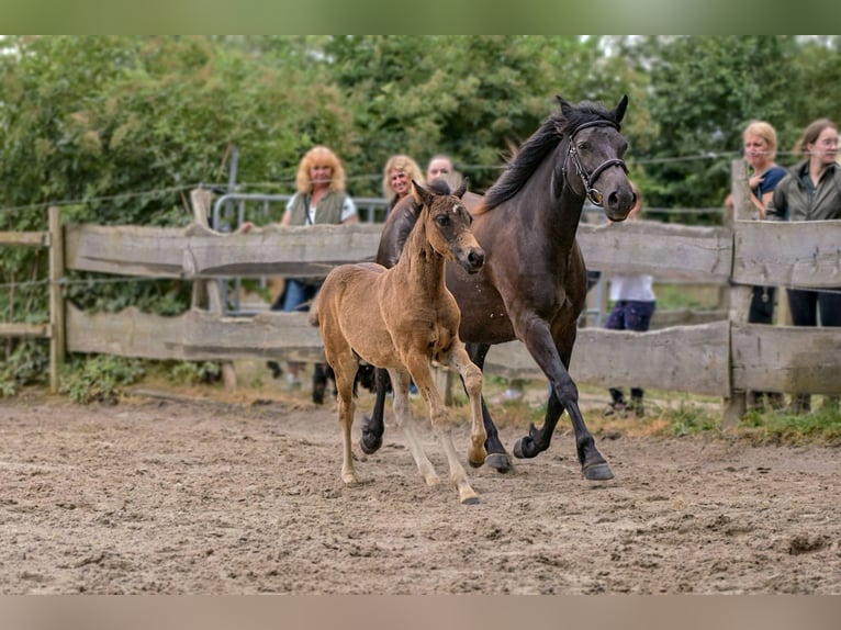 Connemara Stallion Foal (04/2025) Bay-Dark in Frellstedt