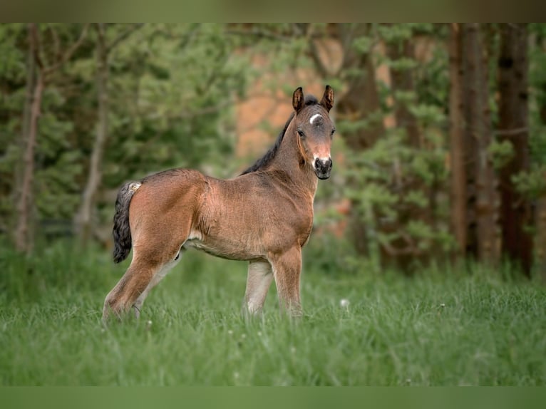 Connemara Stallion Foal (04/2025) Bay-Dark in Frellstedt