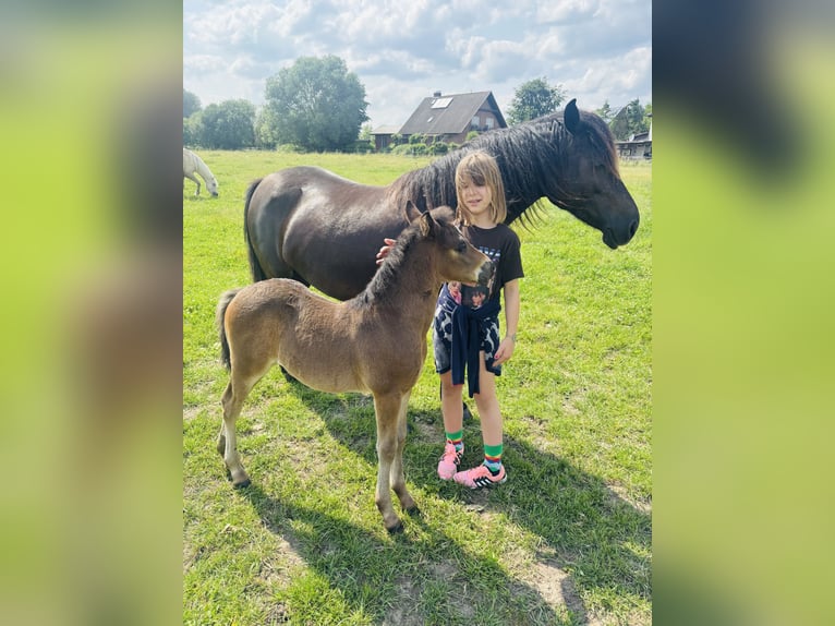 Connemara Stallion Foal (04/2025) Bay-Dark in Frellstedt