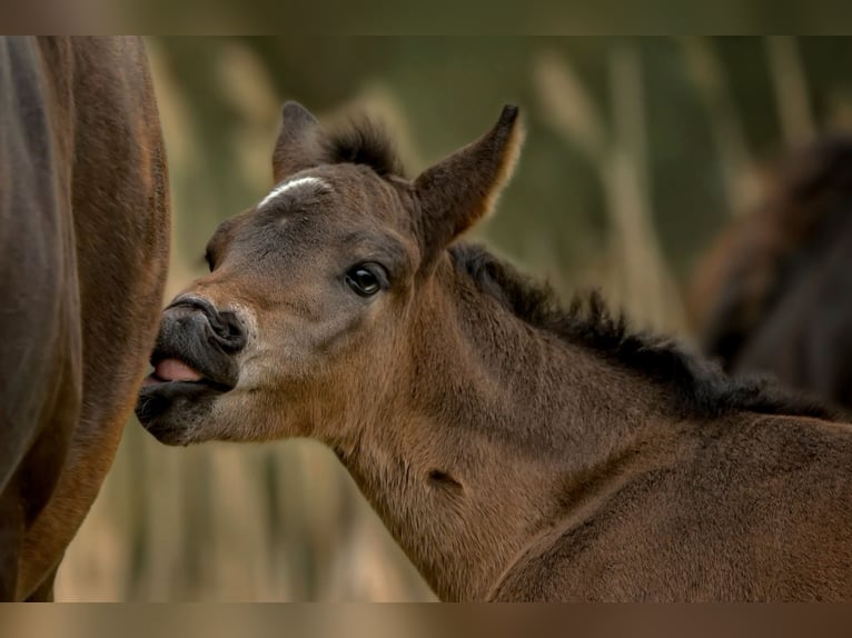 Connemara Stallion Foal (04/2025) Bay-Dark in Frellstedt