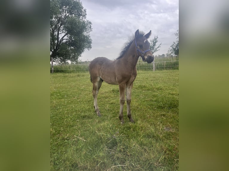 Connemara Stallion Foal (04/2025) Bay-Dark in Frellstedt