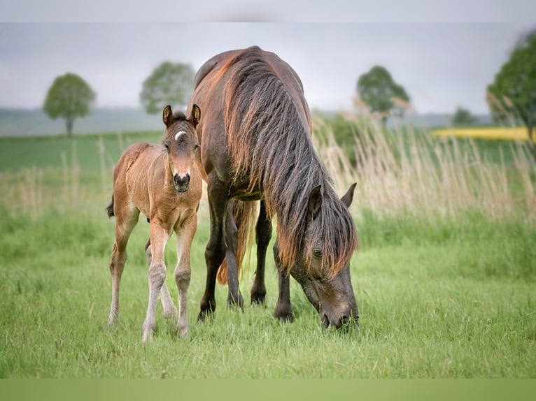 Connemara Stallion Foal (04/2025) Bay-Dark in Frellstedt