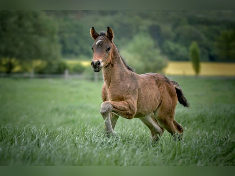 Connemara Stallion Foal (04/2025) Bay-Dark in Frellstedt