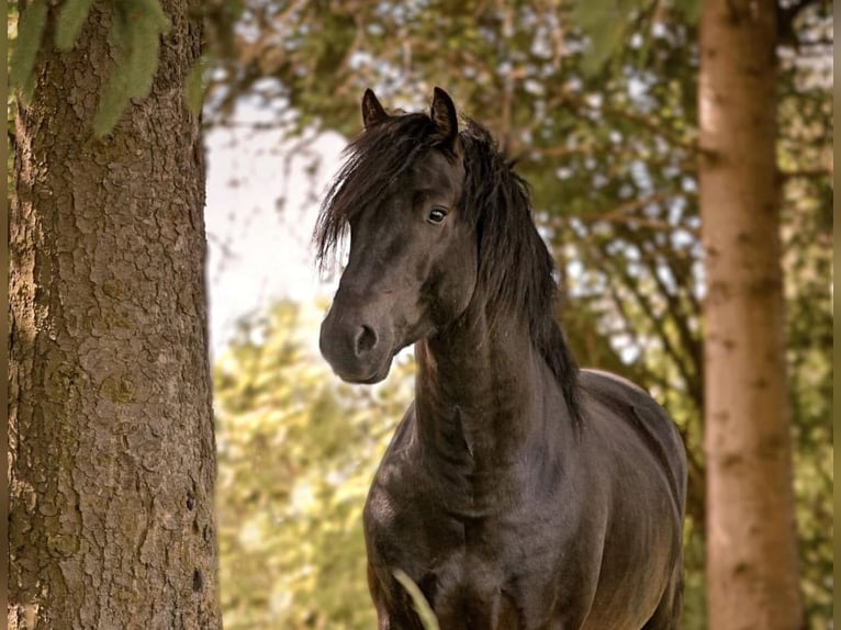 Connemara Stallion Foal (04/2025) Bay-Dark in Frellstedt