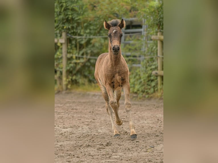 Connemara Stallion Foal (04/2025) Bay-Dark in Frellstedt