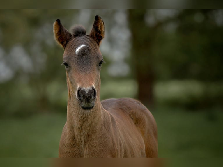Connemara Stallion Foal (04/2025) Bay-Dark in Frellstedt