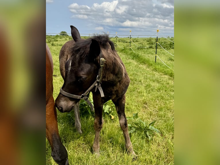 Connemara Stallion  Black in Osdorf