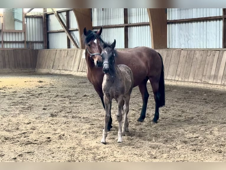 Connemara Stallion  Black in Osdorf
