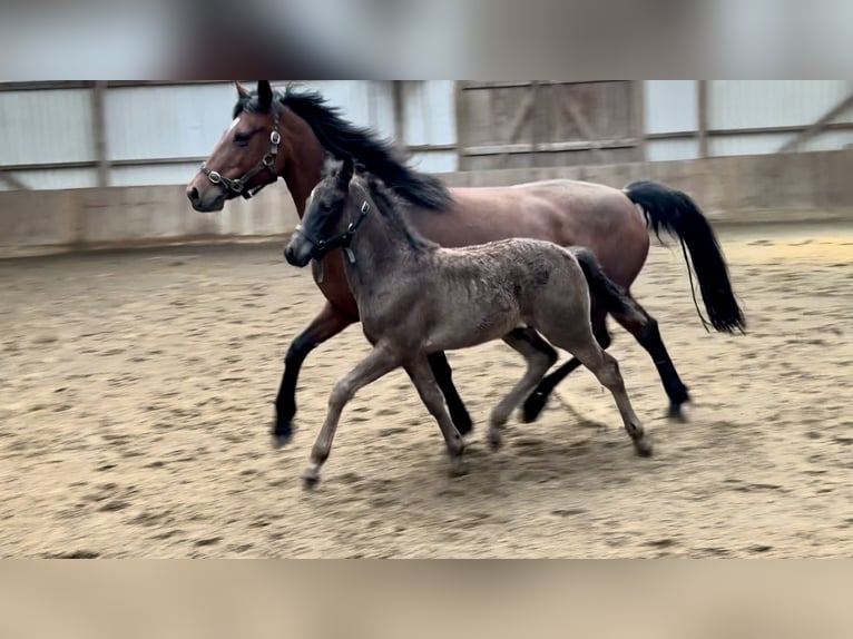 Connemara Stallion  Black in Osdorf