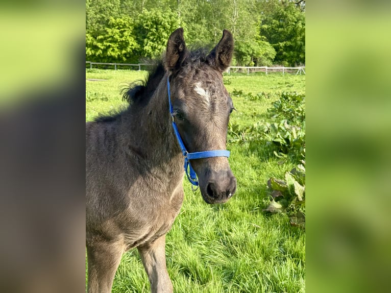 Connemara Stallion  Black in Osdorf