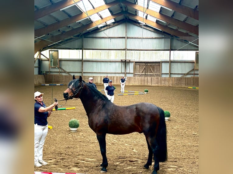 Connemara Stallion  Black in Osdorf