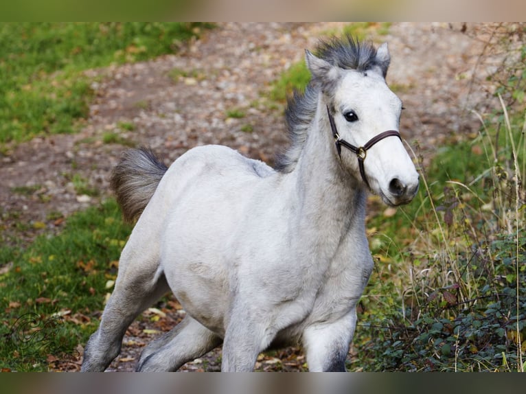 Connemara Stallion Foal (05/2025) Brown Falb mold in Dietersheim