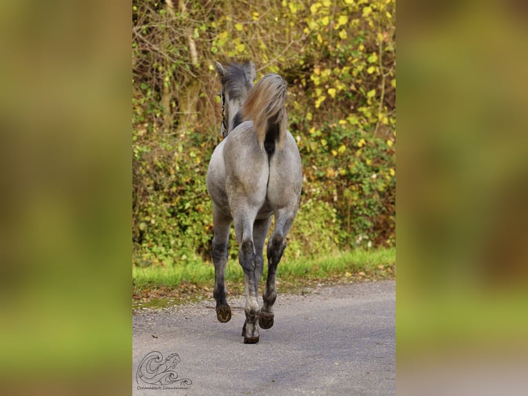 Connemara Stallion Foal (05/2025) Brown Falb mold in Dietersheim