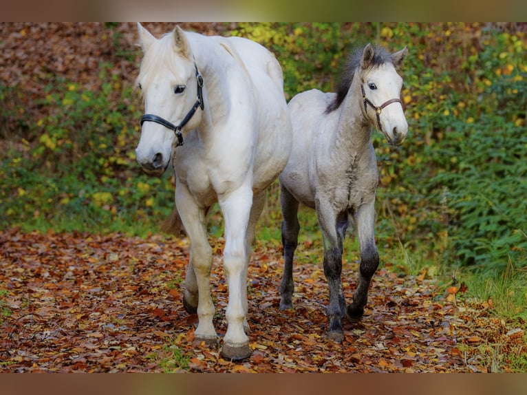 Connemara Stallion Foal (05/2025) Brown Falb mold in Dietersheim