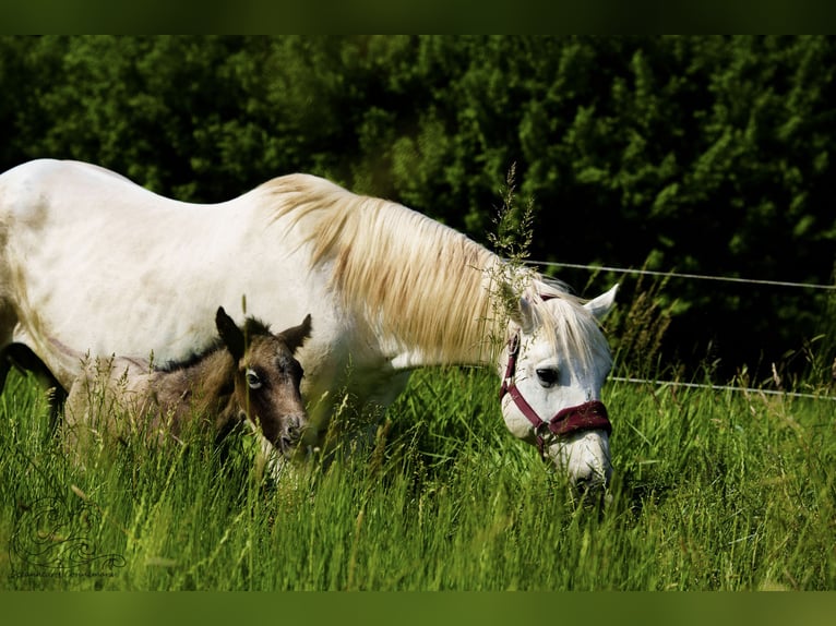 Connemara Stallion Foal (05/2025) Brown Falb mold in Dietersheim