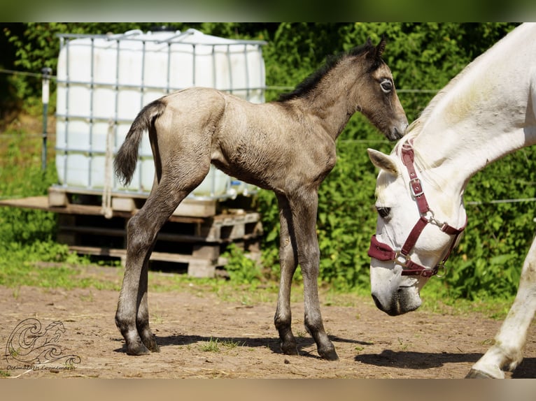 Connemara Stallion Foal (05/2025) Brown Falb mold in Dietersheim