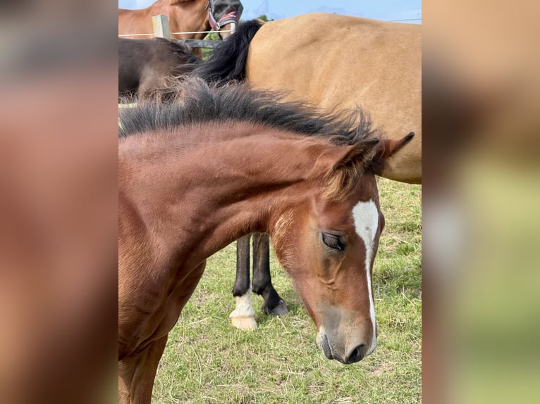Connemara Stallion Foal (05/2025) Brown-Light in Osdorf