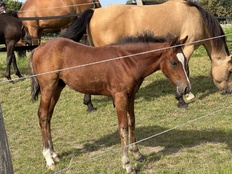 Connemara Stallion Foal (05/2025) Brown-Light in Osdorf