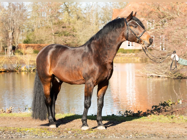 Connemara Stallion Foal (05/2025) Brown-Light in Osdorf