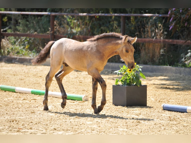 Connemara Stallion Foal (05/2025) Buckskin in Oer-Erkenschwick