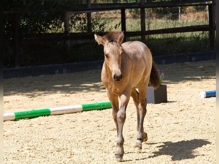 Connemara Stallion Foal (05/2025) Buckskin in Oer-Erkenschwick