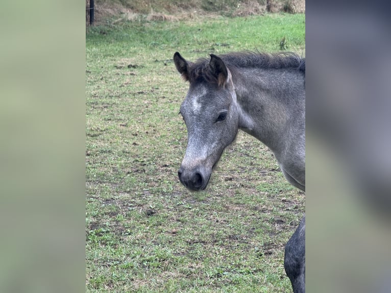 Connemara Stallion Foal (05/2026) Can be white in Grasberg