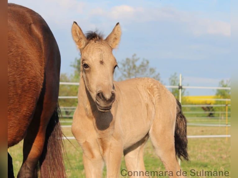 Connemara Stallion  Dun in Troyes